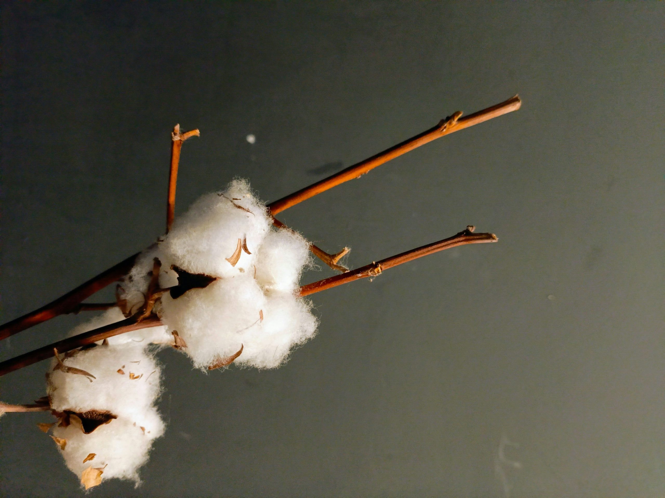 gli-isolamenti-di-origine-vegetale-fibra-di-cotone